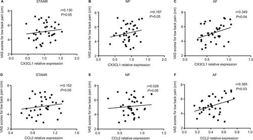 Figure 5 Correlation of local CX3CL1 and CCL2 expressions with VAS scores (in centimeters) for low back pain.Notes: (A–C) Correlation of CX3CL1 protein expressions with VAS scores for low back pain in STANR (A), NP (B), and AF (C), respectively. (D–F) Correlation of CCL2 protein expressions with VAS scores for low back pain in STANR (D), NP (E), and AF (F), respectively.