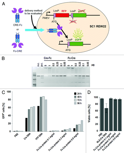 Figure 2. Cre-hIgG1-Fc fusion recombinase activity in vitro and in vivo. (A) schematic representation of Cre-Fc and Fc-Cre fusions and the reporter cell system based on the cell line SC1 REW22. (B) the plasmid LoxP2+ was incubated with Cre-Fc or Fc-Cre fusion proteins and analyzed for recombination by agarose gel electrophoresis. Cre recombinase served as a positive control (p.c.), the linearized plasmid LoxP2+ alone as a negative control (n.c.). (C) electroporation of Fc-Cre fusion protein and controls into reporter cell line SC1 REW22. 2x106 cells per sample were used for electroporation. Cells were analyzed by flow cytometry. The electroporation efficiency indicated by YFP+ cells reached up to more than 90%. The efficiency of electroporation and recombination together, indicated by GFP+ cells in samples electroporated with NLS-Cre DNA, reached up to more than 60%. Electroporation with Fc-Cre resulted in a maximum of almost 30% at the highest concentration of Fc-Cre protein. (D) effect of electroporation of DNA and proteins or empty electroporation on cell viability. Cells were analyzed by flow cytometry after life/death staining with propidium iodide. Electroporation of a plasmid encoding NLS-Cre was more toxic than electroporation of hIgG1-Fc-Cre fusion proteins. The average percentage of living cells from all timepoints is shown.