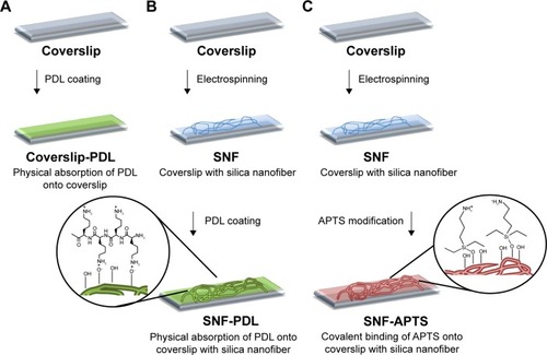 Figure 1 Schematic of the three surface conditions tested.Notes: (A) A 2-D coverslip surface coated with PDL via physical absorption (coverslip-PDL); (B) a 3-D SNF surface coated with PDL via physical absorption (SNF-PDL); and (C) a 3-D SNF surface with APTS via covalent interaction (SNF-APTS).Abbreviations: 2-D, two-dimensional; SNF, silica nanofiber; PDL, poly-d-lysine; coverslip-PDL, poly-d-lysine-treated coverslip; 3-D, three-dimensional; SNF-PDL, poly-d-lysine-treated silica nanofiber; APTS, (3-aminopropyl) trimethoxysilane; SNF-APTS, (3-aminopropyl) trimethoxysilane-modified silica nanofiber.