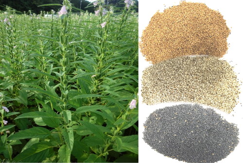 Figure 1. Sesame plants and its seeds (Wacal, Citation2019).