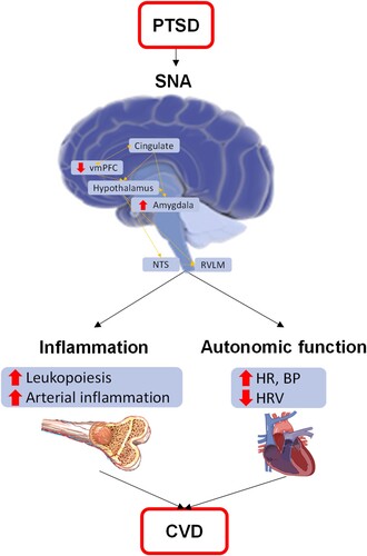 Figure 1. Mechanistic model of CVD risk in PTSD.Note. BP = blood pressure; HR = heart rate; HRV = heart rate variability; NTS = solitary nucleus; RVLM = rostral ventrolateral medulla; SNA = stress-associated neural network activity; vmPFC = ventromedial prefrontal cortex. PTSD leads to alterations in stress-related neural activity, leading to increased inflammation and autonomic dysfunction, which both lead to cardiovascular disease.