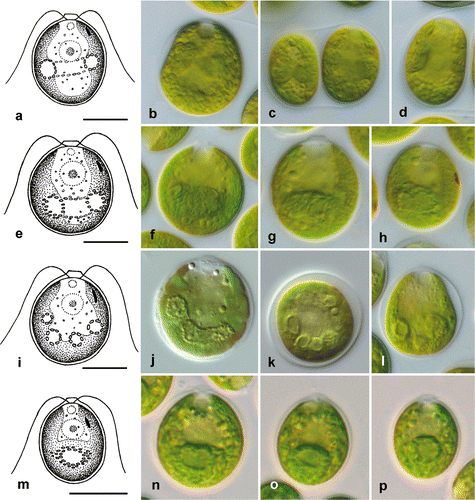 Fig. 5. Morphology of vegetative cells in Microglena. a–d. Microglena monadina (SAG 55.72). e–h. Microglena braunii (SAG 50.86). i–l. Microglena coccifera (SAG 55.91). m–p. Microglena charkoviensis (ACKU 267-03). a, b, d–j and l–p show general views of vegetative cells; c, sporangium, k, cell in apical view (optical section). Scale bars = 10 µm.