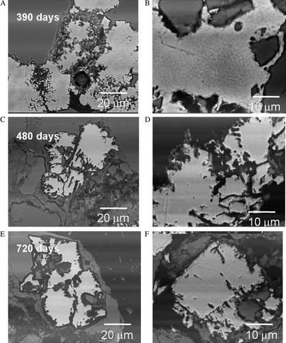 Fig. 9  Comparison of samples showing preferential dissolution of the euhedral pyrite collected after: (A–B) 390 days; (C–D) 480 days; and (E–F) 720 days. After 390 days (top A–B) pyritic overgrowth texture is gradually dissolved showing residual framboid structure within the euhedral pyrite. After 480 days (middle C–D) strong dissolution features are observed within the euhedral pyrite grains. After 720 days (bottom E–F) pyrite grains show continued dissolution along zones of preferential oxidation features similar to those shown in Figs. 7, 8.