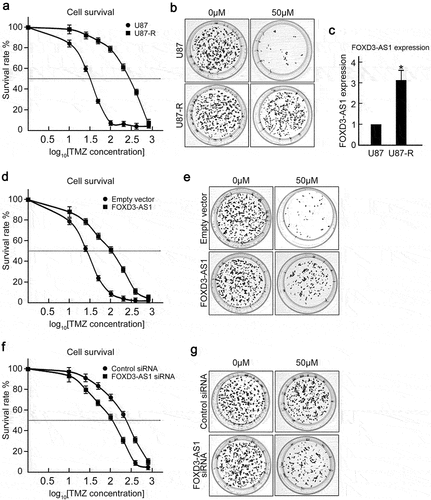 Figure 3. FOXD3-AS1 contributed to TMZ resistance in U87 cells.