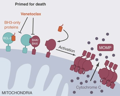 Figure 2. Venetoclax's mechanism of action.Reprinted with permission from [Citation9].