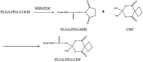 Figure 1. Schematic diagram of the synthesis of PLGA-PEG-CBP prodrug.