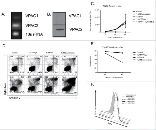 Figure 4. C1498 cells express VPAC2 but are not directly affected by VIPhyb treatment. RNA and protein from cultured C1498 cells were extracted, and expression of VPAC1 and VPAC2 was determined by RT-PCR and Western blot. C1498 cells were cultured in the presence or absence of VIPhyb or daunorubicin as positive control. Survival of cells was measured by annexin V-sytox blue staining and flow cytometry while growth of the cells was measured by BLI. Expression of PD-L1 was determined by flow cytometry following 48-h culture in the presence of 10 ng/mL IFNγ and various concentrations of VIPhyb. (A) Image of PCR products run on a 1% agarose gel with 18s rRNA as control. (B) Image of Western blot probed for VPAC1 and VPAC2. (C) Growth curves of C1498 cells under various culture conditions as measured by BLI. (D) Flow cytometry plots of C1498 cells cultured with 1 μM VIPhyb, 1 μM daunorubicin, 1 nM VIP, or no drug as control. Cells in the lower right quadrant are in early apoptosis while cells in the upper right quadrant are dead. (E) Expression of PD-L1 on live C1498 cells cultured for 48 h in the presence of IFNγ and VIPhyb.