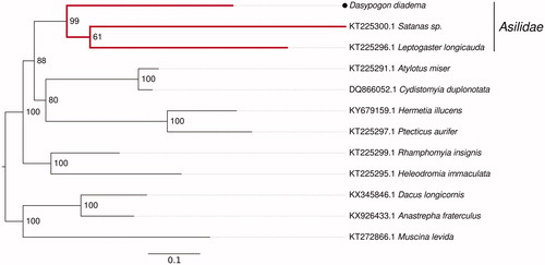 Figure 1. Maximum-likelihood tree based on the concatenated alignments of the translated protein-coding mitochondrial genes. (Except for Dasypogon diadema all sequences were obtained from Genbank). The robber fly clade is highlighted in red. The tree reconstruction was done using RAxML with 1000 b.