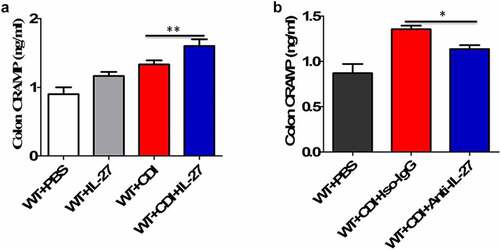 Figure 3. The effects of IL-27 administration or IL-27 blockade on CRAMP production. (a) CRAMP protein levels at day 1 in the colon tissues from mice (12 mice per group) treated with or without recombinant mouse IL-27 protein (0.5 μg/mice) immediately after C. difficile challenge. Phosphate buffer saline (PBS) was used as vehicle control. (b) CRAMP protein levels at day 1 in the colon tissues from mice (12 mice per group) treated with or without goat anti-IL-27 polyclonal IgG antibodies (100 μg/mice) immediately after C. difficile challenge. Polyclonal goat IgG was used as isotype control. Results are expressed as mean ± SD of 3 independent experiments. *P < .05, **P < .01 when compared between groups denoted by horizontal lines