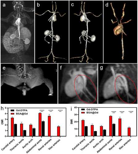 Figure 2 In vivo MR angiography of the Gd@BSA NP contrast agent. (a) Coronal maximum intensity projection (MIP) images and (b and c) 3D reconstructed angiogram of rabbits after injection with Gd@BSA NPs. (d) 3D reconstructed angiogram of rabbits after injection with Gd-DTPA NPs. (e) Angiographic images of iliac arteries and branches of rabbits after injection with Gd@BSA NPs. (f and g) Angiographic images of the secondary and tertiary vessels (red circles) in rabbit hearts after intravenous injection of Gd@BSA NPs and Gd-DTPA. (h and i) Quantitative analysis of the abovementioned vessels. ****P<0.0001.