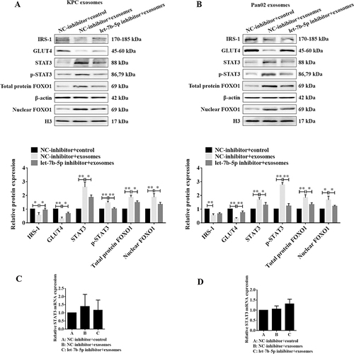 Figure 2 Exosomal let-7b-5p exerted its role on IR by activating the STAT3/FOXO1 pathway. (A and B) Western blotting results of the expression of IRS-1, GLUT4, STAT3, p-STAT3, total protein FOXO1 and nuclear FOXO1 in C2C12 myotube cells transfected with let-7b-5p inhibitor with PC cells-derived exosomes; the histograms indicated the quantification and statistical analysis of protein bands, β-actin was used as a control for total protein, and H3 was used as a control of nuclear proteins; (C&D) The relative mRNA expression of STAT3 of C2C12 myotube cells co-incubated with KPC exosomes (C) and Pan02 exosomes (D) after treated with NC-inhibitor or let-7b-5p inhibitor. *P < 0.05, **P < 0.01.