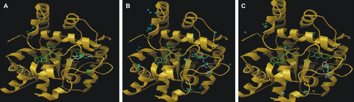 Figure 4.  Binding sites for (A) dopamine, (B) salbutamol, and (C) BR-AEA on SULT1A3. The 100 conformations with lowest energy at interaction are represented as spheres. Dopamine and 3′-phosphoadenosine 5′-phosphate (PAPS) are depicted with the coordinates found in the crystallized structure (PDB code: 2A3R). Ligands are depicted in the lowest free energy complex. BR-AEA does not have moieties exposed for enzyme sulfatation from PAPS.