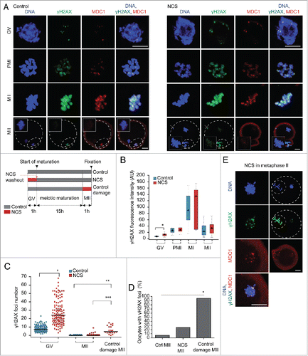 Figure 3. H2AX phosphorylation changes during meiotic maturation. (A) Immunofluorescence of control and NCS treated GV-stage, prometaphase I (PMI), metaphase I (MI) and metaphase II (MII) oocytes labeled with γH2AX and MDC1 antibodies. Maximum z-projection of confocal section across chromatin region is shown. In the case of MII oocytes, maximum z-projection for DNA and γH2AX but single confocal sections for MDC1 are used. Insets show maximum z-projection of metaphase II plate area. (B) Quantification of γH2AX during meiotic maturation in control and NCS treated oocytes (n = 26, 28, 26, 27, 43, 8, 28, 23). (C) Quantification of γH2AX foci number in GV-stage and MII oocytes treated with NCS in GV stage before meiotic maturation. Acute NCS treatment of metaphase II eggs (control damage MII) is also shown (n = 137, 118, 98, 84, 24). (D) Percentage of MII eggs with at least one γH2AX focus (n = 106, 55, 21). (E) Immunofluorescence of MII eggs treated acutely with NCS and labeled with γH2AX and MDC1 antibodies. Maximum z-projection of confocal sections is shown.