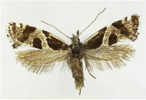 Figure 1. Eidophasia hufnagelii, adult male, Poland, Suwałki, Okrągłe, 12.06.1988, J. Buszko leg., habitus.