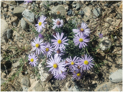 Figure 1. Morphology and habitat map of Aster altaicus. From Yueliang Bay Park in Guide County, Hainan Tibetan Autonomous Prefecture, Qinghai Province, China (101°43′95″E, 36°04′61″N), photograph by Ying Liu.