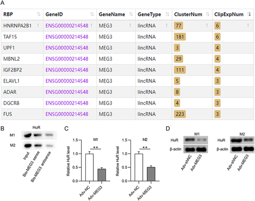 Figure 4 LncRNA MEG3 binds to HuR in BMDMs with M1 or M2 phenotype. (A) The potential RBPs regulated by lncRNA MEG3 were predicted using starBase database. ELAVL1 (also known as HuR) was identified. (B) RNA pulldown assay and Western blot were performed to validate the combination between HuR and MEG3 in BMDMs treated with IL4/IL13 (M2 phenotype) or LPS/IFNγ (M1 phenotype). (C) PCR was performed to measure the mRNA expression of HuR in M1 and M2 macrophages transfected with Adv-NC and Adv-MEG3. (D) HuR protein expression in Adv-NC and Adv-MEG3 groups was quantified by Western blot. **p<0.01.