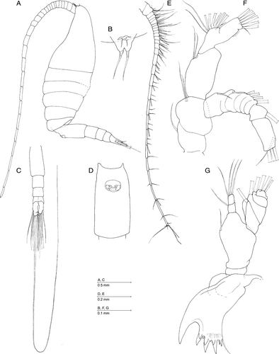 Figure 1.  Caiconectes antiquus gen. et sp. nov., female. (A) Habitus, lateral; (B) rostrum; (C) urosome, dorsal; (D) genital double somite, ventral; (E) antennule; (F) antenna; (G) mandible.