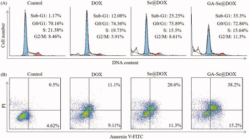 Figure 5. (A) Representative flow cytometry histograms of cell cycle analysis of HepG2 cells after incubation with various formulations of DOX for 24 h. (B) The apoptosis percentages analysis of HepG2 cells after incubation with various formulations of DOX for 24 h.
