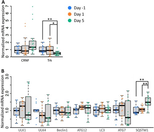Figure 5. Activation of autophagy in the CNS of Day 5 snails may be induced by the repression of mTORC1 via reduced Trk signaling. (A) Normalized mRNA levels of CRNF and its receptor Trk in the CNS of snails under various food deprivation states (one-way ANOVA, n = 18 for Day −1, n = 20 for Day 1, n = 19 for Day 5, F(2,54) = 9.72, P = 0.0005, Holm’s post hoc test P = 0.002. for Day −1 vs Day 5; P = 0.019 for Day 1 vs Day 5). (B) Normalized mRNA levels of autophagy-related genes in the CNS of snails under various food deprivation states (one-way ANOVA, n = 16 each, F(2,45) = 12.33, P = 0.0001, Holm’s post hoc test P = 0.0001 for Day −1 vs Day 5; P = 0.0004 for Day 1 vs Day 5). CRNF, cysteine-rich neurotrophic factor; Trk, tropomyosin receptor kinase; ULK1, unc-51 like autophagy activating kinase 1; ULK4, unc-51 like autophagy activating kinase 4; SQSTM1, sequestosome 1. *P < 0.05, **P < 0.01.