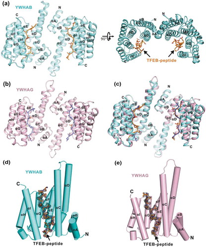 Figure 2. The overall structures of YWHA/14-3-3 proteins in complex with the TFEB p-S211-peptide. (a-b) Ribbon diagrams of the YWHAB-p-S211-peptide (a) and YWHAG-p-S211-peptide (b) complexes. YWHAB and YWHAG are colored in cyan and pink, respectively. The sidechains of the residues in the p-S211-peptide are shown as sticks. (c) Superimposition of the structures of the YWHAB-p-S211-peptide and YWHAG-p-S211-peptide complexes. (d-e) The resolved electron density maps of the p-S211-peptide in the structures of the YWHAB-p-S211-peptide (d) and YWHAG-p-S211-peptide (e) complexes. In this drawing, YWHA/14-3-3 proteins are shown as cylinders and colored as those in panel A and B. The omit electron density maps of the p-S211-peptide in the 2 structures are shown and contoured at the 1.5 σ level.