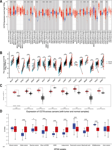 Figure 1 CCT8 expression in tumor and normal tissues. (A) Differential expression analysis of CCT8 in TCGA data was analyzed via TIMER2. (B) Paired sample analysis showed the expression of CCT8. (C) Gepia revealed CCT8 expression in TCGA+GTEx data. (D) UALCAN provided CCT8 protein expression from CPTAC and ICPC datasets. In the above four figures, the red represented the tumor tissue, and blue or grey represented the adjacent tissue. The Wilcoxon test was used for the above analysis (*p < 0.05; **p < 0.01; ***p < 0.001; ****p < 0.001).