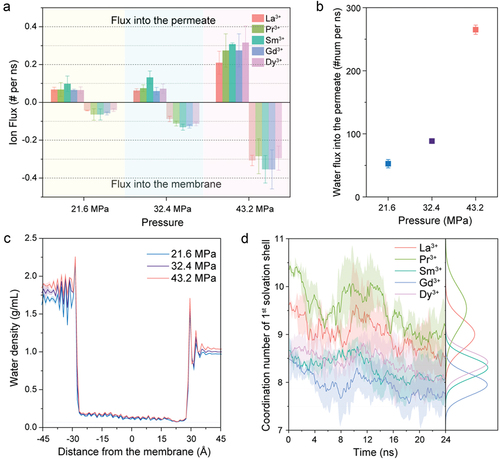 Figure 4. REE transport results for different pressures with an interlayer spacing of 12.5 Å. (a) Averaged fluxes of lanthanide ions into the MoS2-COOH channel and into the permeate under different pressures, where the flux of ions into the membrane was treated as a negative number. (b) Flux of water molecules into the permeate as a function of the applied pressure. (c) Water density relative to the distance from the channel in the x-axis direction for MoS2-COOH channels as a function of applied pressure. (d) Average changes in the coordination number (CN) within the first solvation shell of lanthanide ions over time for MoS2-COOH channels under an applied pressure of 43.2 MPa, including corresponding integrated CN distribution profiles. Data represent averaged values derived from three independent simulations, with error bars showing standard errors of the means.
