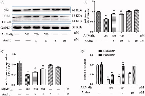 Figure 5. Andro upregulated the expression of p62 and LC3 proteins and mRNA in PC12 cells induced by Al(mal)3. Cells were incubated with 700 μM Al(mal)3 and 5 or 10 μM Andro for 24 h. The expression of p62 and LC3 proteins were detected by western blot, GAPDH was used as loading control (A). Quantitative analysis of p62 (B) and the ratio of LC3-II to LC3-I (C) protein expression levels. The levels of p62 and LC3 (D) mRNA were analysed using RT-qPCR *p < 0.05, **p < 0.01 versus the control, #p < 0.05, ##p < 0.01 versus Al(mal)3 group was considered statistically significant differences (n = 3).