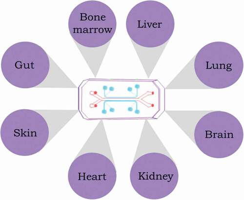 Figure 2. Representation of the organ-on-a-chip concept device for studying radiation injury and developing MCMs.