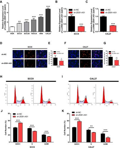 Figure 2 ZEB1-AS1 knockdown inhibits OSCC cell proliferation in vitro. (A) The relative expression of ZEB1-AS1 in OSCC cell lines. (B, C) The expression of ZEB1-AS1 in OSCC cell lines following sh-ZEB1-AS1 transfection. (D–G) EdU assay in OSCC cell lines following ZEB1-AS1 knockdown. (H–K) The percentage of cells at S phase following ZEB1-AS1 knockdown. Data are presented as the means ± SD. *P < 0.05; **P < 0.001; ***P < 0.0001. Scale bar=50μm.