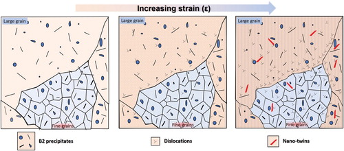 Figure 5. Schematic depicting the microstructure of hi-HGS and its deformation behavior.