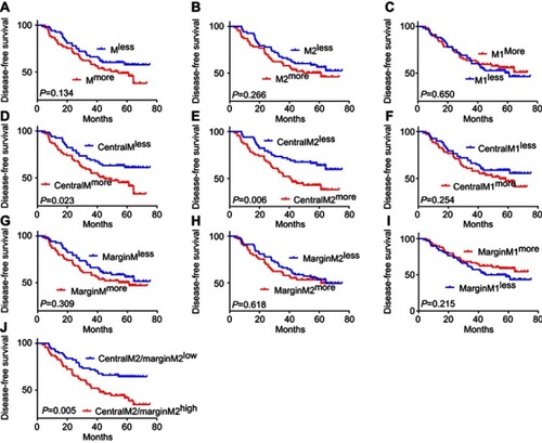 Figure 5 Disease-free survival analysis (DFS) for macrophages of different polarization states and locations.Notes: (A-C) Kaplan–Meier curve of the relationship between the total macrophages (M) (A), total M2 macrophages (M2) (B), total M1macrophages (M1) (C) and the DFS. (D-F) Kaplan–Meier curve of the relationship between the macrophages infiltrating in tumor islets (centralM) (D), M2 macrophages infiltrating in tumor islets (centralM2) (E), M1 macrophages infiltrating in tumor islets (centralM1) (F) and the DFS. (G-I) Kaplan–Meier curve of the relationship between the macrophages infiltrating in stroma (marginM) (G), M2 macrophages infiltrating in stroma (marginM2) (H), M1 macrophages infiltrating in stroma (marginM1) (I) and the DFS.(J)Kaplan–Meier curve of the relationship between the ratio of M2 macrophages infiltrating in tumor islets to M2 macrophages infiltrating in stroma (centralM2/marginM2) and the DFS. less: low infiltration; more: high infiltration.