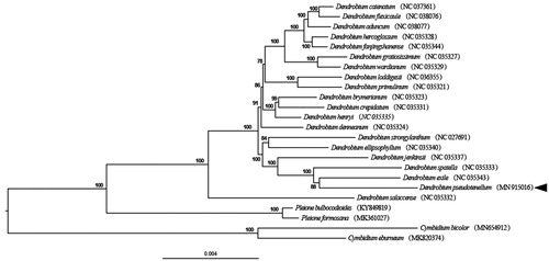 Figure 1. Phylogenetic position of Dendrobium pseudotenellum inferred by maximum-likelihood (ML) of 72 protein-coding genes from 20 Dendrobium species, with 4 species in Pleione and Cymbidium as outgroup. The numbers at the nodes are bootstrap values while an arrow indicates D. pseudotenellum.