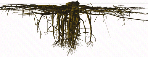 Figure 1. A graphical reconstruction from 3D digitised data of a 12-year-old Pinus pinaster root system grown in a sandy spodosol, using AMAPmod. Tree 5307 from the dataset used in Danjon et al. (Citation2006) seen from the South with 25 cm collar diameter. The root system was uprooted by lifting the stump from the soil. All roots with a base diameter larger than 0.2 cm were measured. The solid line marks the soil level; the maximum rooting depth was 1 m.