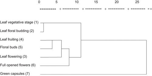 Figure 2.  Results of cluster analysis of different parts of H. perforatum plants, harvested at different stages of plant phenology.