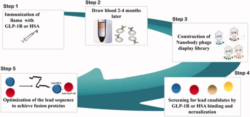 Figure 1. Development process of everestmab, a GLP-1/anti GLP-1R nanobody fusion protein.