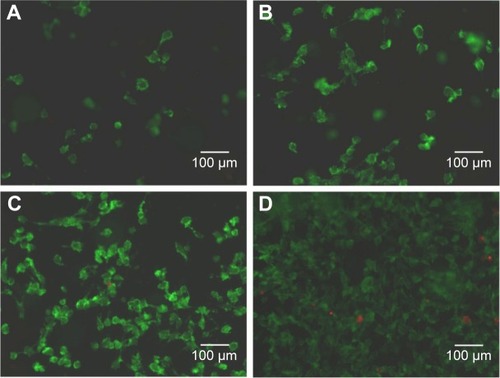 Figure 9 Fluorescence microscopy images of hBMSCs on S5 scaffold after 1 day (A), 3 days (B), 5 days (C), and 7 days (D) of culture.Notes: The live cells were stained green and dead cells were stained red. S5, PEEK–10 wt% nano-HAP–0.2 wt% GNSs–0.8 wt% CNTs.Abbreviations: hBMSCs, human bone marrow mesenchymal stem cells; CNTs, carbon nanotubes; GNSs, graphene nanosheets; HAP, hydroxyapatite; PEEK, polyethere-therketone.