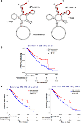 Figure 3 Clinical significance of tRNA-Leu-CAA-derived tsRNAs in gliomas. (A) Secondary structure of tRNA-Leu-CAA and its derived fragments (tRFdb-3012a and tRFdb-3012b). (B and C) Kaplan–Meier survival curve analysis with a log-rank test based on tRNA-Leu-CAA-derived tsRNA (tRFdb-3012a, tRFdb-3012b, and ts-26) expression within glioma samples of TCGA-LGG datasets.