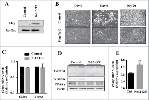 Figure 2. Overexpression of Nck2 in murine 3T3-L1 preadipocytes. A) Equivalent amount of proteins from total cell lysates of 3T3-L1 preadipocytes stably transfected with pcDNA3.1 or pcDNA3.1 encoding Flag-Nck2 were probed with anti-Flag antibody to detect Flag-Nck2 or RasGap antibody as loading control. B) Phase-contrast images (10X) of 3T3-L1 preadipocytes control or overexpressing Nck2 at day 0, 6 and 20 of differentiation. C) Cebpa and Cebpb mRNA levels determined using qPCR in control and Nck2 overexpressing 3T3-L1 cells at day 15 of differentiation. Shown is the mean ± SEM of 2 experiments performed in triplicate. D) Equivalent amount of proteins from total cell lysates of control and Nck2 overexpressing 3T3-L1 cells at day 15 of differentiation were subjected to western blot analyses using indicated antibodies. Shown is a typical experiment performed in duplicate. E) Pparg mRNA levels determined using qPCR in indicated 3T3-L1 cells at 15 d of differentiation. Shown is the mean ± SEM of 4 independent experiments. **, statistical significant at p ≤ 0.01 using unpaired Student t-test.