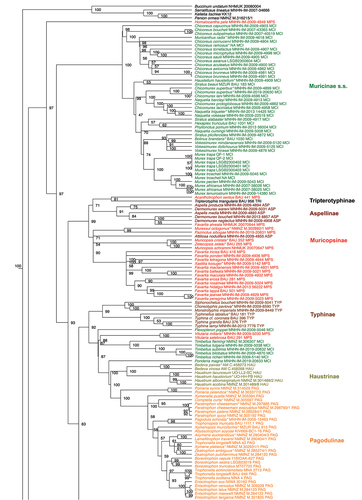 Figure 1. Maximum Likelihood phylogenetic reconstruction of the family Muricidae using IQTree. Values at nodes indicate ultrafast bootstrap support. Three letters at the end of each specimen’s label along with colours (as in Figure 2) indicate the current subfamily assignation. Type species are indicated with an * at the end of the name.