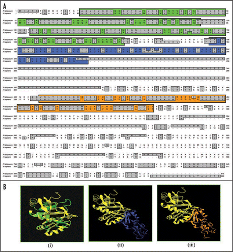 Figure 6 (A) Comparison of amino acid sequence of P. falciparum (PlasmoDB no. PFL1170w, GenBank accession number EF116593) and human PABP (GenBank accession number CAI 12298). The RNA recognition motifs (RRM) 1–2, 3 and 4 have been highlighted with green, blue and orange color respectively. (b) Three-dimensional models for human PABP and various fragments of PfPABP were created as described in text. The structures have been displayed using the same program as described in legend to Figure 1B. (B) (i)–(iii) Show the modeled structure of human (in yellow) and PfPABP (in green from amino acid 1–180), PfPABP (in blue from amino acid 1–264) and PfPABP (in orange from amino acid 1–531) respectively.