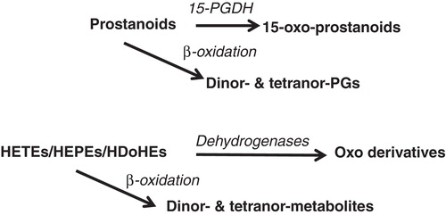 Figure 3. Main degradation pathways of oxygenated derivatives from PUFA. See previous legend in Figure 2; nor: minus one carbon compared to oxygenated products from PUFA, then beta-oxidation of eicosanoids converts these fatty acids into dinor and tetranor derivatives.