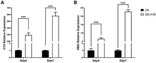 Figure 9. Transcriptional changes in HUDEP-2 cell lines during erythroid differentiation. (A) Changes in H19 expression at days 4 and 7 of erythroid differentiation. (B) Changes in HBG expression at days 4 and 7 of erythroid differentiation (***P < 0.001).