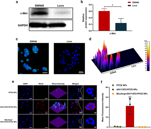 Figure 3 Cell uptake of AH111972-PFCE NPs in vitro. (a) c-Met expression of SW948 and Lovo cells analyzed by Western blot. (b) Quantitative analysis of relative protein expression in SW948 and Lovo cells. (c) Confocal laser scanning microscopy images and (d) surface plot of c-Met in SW948 and Lovo cells; Scale bar is 50 µm. (e) Cell uptake efficiency of SW948 cells to AH111972-PFCE NPs and PFCE NPs detected by confocal laser scanning microscopy; Scale bar is 100 µm. Cells in blocking group were pre-incubated with free AH111972 for 3 h followed by incubation with AH111972-PFCE NPs. (f) Quantitative analysis of mean fluorescence intensity in SW948 cells in each group. Data were expressed as mean ± SD, *P < 0.05, **P < 0.01.