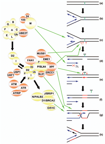 Figure 2 A speculative model of DNA interstrand crosslink repair. Please see the main text for details. Proteins encoded by bona fide Fanconi anemia (FA) genes are depicted in yellow. Non-FA proteins are depicted in orange. Green arrows depict stages of DNA interstrand crosslink (ICL) repair where the indicated proteins may, or are known to, function. Small red arrows depict sites of endonucleolytic cleavage. The red scissors indicates exonucleolytic DNA strand resection. The ICL is depicted in light blue. De novo DNA synthesis is depicted in navy blue, while newly patched DNA (repair synthesis) is depicted in red. P, phosphate group; Ub, ubiquitin.
