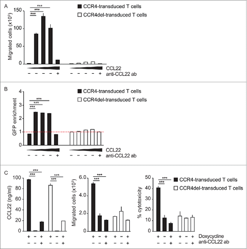 Figure 2. CCL22 attracts CCR4- but not CCR4del-transduced T cells. (A, B) Migration of CCR4-GFP- and CCR4del-GFP-transduced T cells toward increasing concentrations of CCL22 (0, 10, 50 and 100 ng/mL) was analyzed in a transwell migration assay. (C) Panc02-OVA-CCL22dox tumor cells with doxycycline-inducible CCL22 expression were plated in the bottom well of a transwell plate with (+) and without (−) doxycycline and anti-CCL22 antibody. Numbers of migrated CCR4-GFP- and CCR4del-GFP-transduced OT-1 T cells were determined by flow cytometry and tumor cell lysis induced by migrated cells was evaluated by LDH release. Data are presented as mean of biological triplicates ± SEM and are representative of two independent similar experiments. p values were determined by the unpaired Student's t-test. ***p < 0.001.