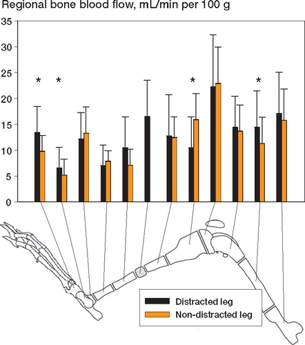 Spatial distribution of regional bone blood flow in rabbit leg after 10 days of mid-tibial callus distraction followed by 14 days of consolidation.Blood flow (with 95% confidence interval) for distracted and non-distracted contralateral leg are shown.The single bar represents the newly formed bone regenerate.Asterisks indicate regions where the difference between sides was significant (p < 0.05). N = 8.