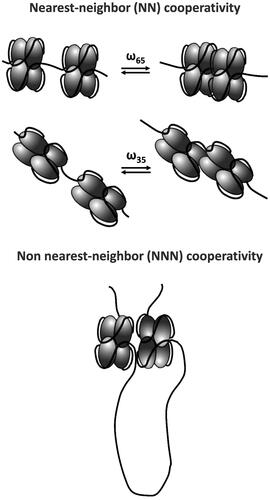 Figure 3. E. coli SSB cooperativity. SSB tetramers display a range of cooperative interactions, including nearest neighbor (NN) and non-nearest neighbor (NNN) cooperativity.