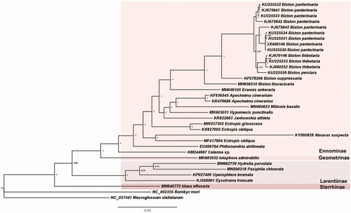 Figure 1. Phylogenetic tree for Geometridae based on all protein sequences with Bayesian inference (BI) method. The numbers at the nodes mean the Bayesian posterior probability. The scale bar indicates the number of nucleotide substitutions per site in the sequence. GenBank accession numbers of mitogenome sequences are listed before the scientific names of species.