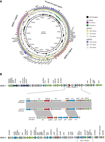 Figure 3 The genetic features of the pEHZJ1 plasmid.Notes: (A) Comparison of the pEHZJ1 plasmid sequence with pIMP26 using BRIG. The MDR-1 region, MDR-2 region and tra-par-trh-rep region are indicated in orange, pink and dark blue, respectively. Insert sequence and transposons are indicated in green. (B) Genetic features of MDR regions (MDR-1 and MDR-2) and a comparison of genes surrounding blaIMP-26 on pEHZJ1, pIMP26 (GenBank: MH399264.1) and pEI1573 (GenBank: JX101693.1). Gray regions denote regions that are homologous with >95% nucleotide similarity. blaIMP-26 is indicated in red and class 1 integrons are marked by straight lines.