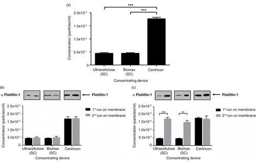 Fig. 2.  The choice of concentrating method impacts on particle recovery. (a) Significant reduction in the yield of <100 nm particles was observed with the first run of a membrane using the pressure-driven concentrating Stirred Cell device, but not the centrifuge-based Centricon device. (b) Particle yield from membranes restored with NaOH remained low with the Stirred Cell, but was not altered with the Centricon concentrator. (c) <100 nm particle yield from the Stirred Cell was comparable to Centricon concentration when membranes were washed with ethanol. n=3±SEM, ***p<0.001. SC: Stirred Cell.